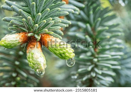 Detailed image of a water droplet hanging from an opening bud of a fir tree