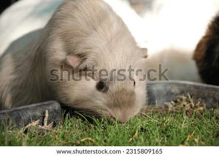 guinea pig cute cuddly adorable pretty 