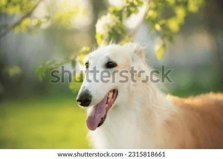 Profile Portrait of russian borzoi dog outside. Beautiful borzoi female dog on the apple's trees background Royalty-Free Stock Photo #2315818661