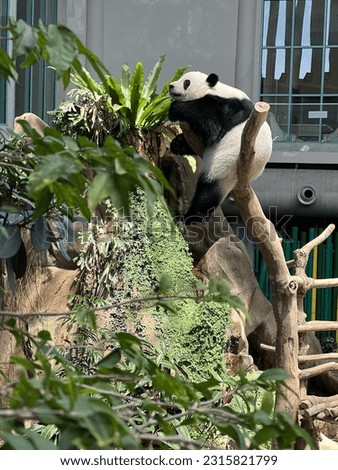 Wildlife Animal Panda Background at Malaysia Zoo