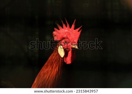Rooster with bright red comb.