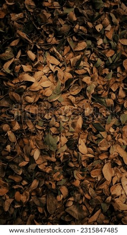 a portrait of fallen leaf