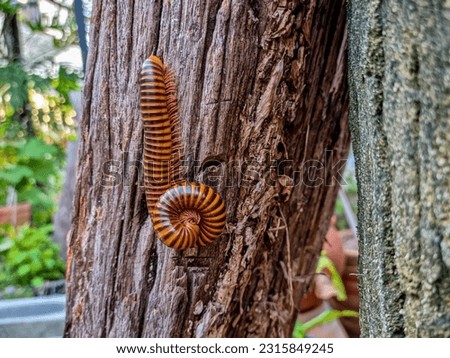A large millipede perched on a log hanging halfway down The other half carries himself in the afternoon, showing no signs of dropping.