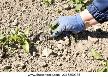 The picture shows the hands of a woman who is busy removing weeds growing on the garden beds with her hands.