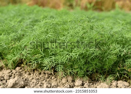 Dill plantation, green shoots growing in the garden.