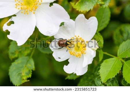 a garden beetle (Anthriscus sylvestris) being fed on a dog rose (Rosa canina). Royalty-Free Stock Photo #2315851723