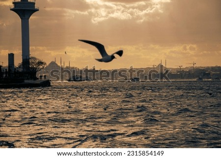 Istanbul on a cloudy day. Seagulls and a view from the Bosphorus in Istanbul.