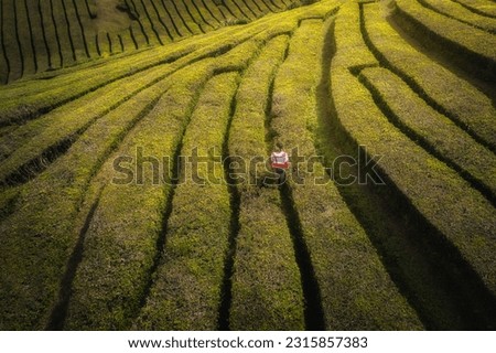 Aerial view of a tea garden with a man standing inside, Tea plantation on Sao Miguel Island Royalty-Free Stock Photo #2315857383