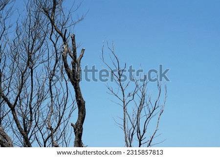 pine tree with dead branches in the dry season                               