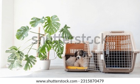 Travel carrier box for animals. Cute bichon frise dog lying in travel pet carrier, white wall background, copy space