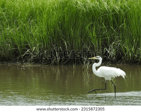 Great egret wading through the shallow wetland waters of the Edwin B. Forsythe National Wildlife Refuge, Galloway, New Jersey. 