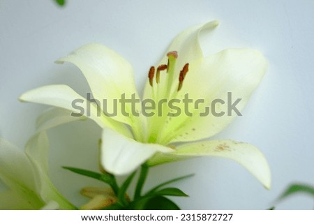 Closeup photos of white lily flowers.