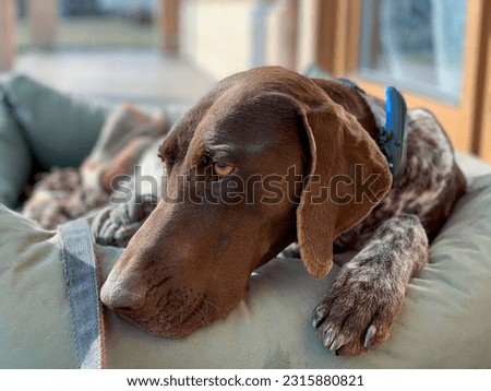 Relax time - german shorthaired pointer dog Royalty-Free Stock Photo #2315880821