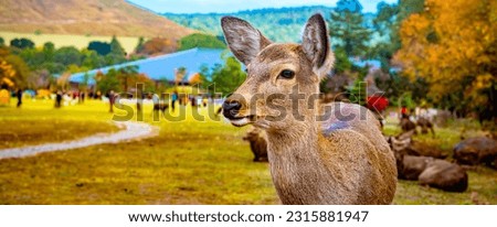 Japan. Nature Park in Nara. Deer live freely in a Japanese Park. A herd of deer on the background of visitors to the Nara. Japan in the fall. Guide to Japan. Natural parks of the world. Royalty-Free Stock Photo #2315881947