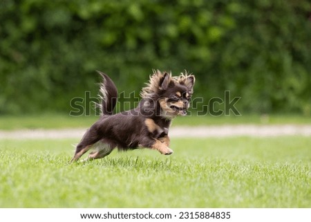 Beautiful Chocolate and tan long haired chihuahua playing outdoors