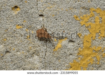 The nymph of the bedbug Coreus marginatus crawls on a concrete fence in the garden. Coreus marginatus is a herbivorous species of true beetles in the family Coreidae.
