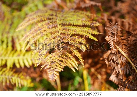 Close up of bracken changing colour in the autumn fall