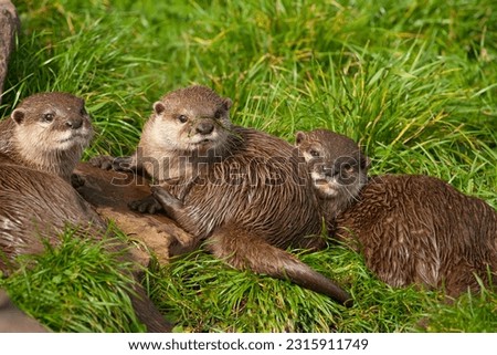 Three young Oriental small-clawed otter.