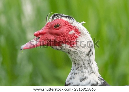 Muscovy duck (Cairina moschata) portrait in a park in spring. Bas-Rhin, Collectivite europeenne d'Alsace,Grand Est, France, Europe.