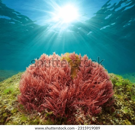 Red seaweed with sunlight underwater in the ocean (harpoon weed alga Asparagopsis armata), Atlantic ocean, Spain, Galicia