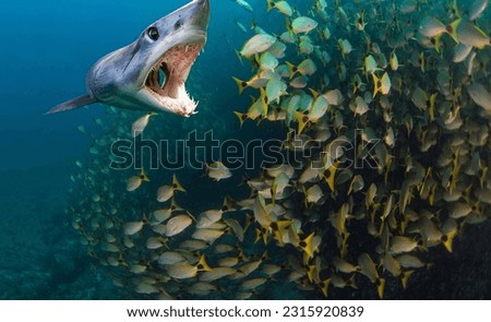 A formidable shark with its toothy mouth wide open attacks a large shoal of fish in close-up