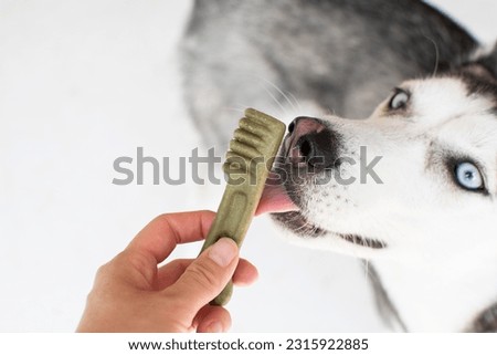 Dog's Dental care concept. Siberian Husky with dental treats. Hand giving treat to a dog.   Royalty-Free Stock Photo #2315922885