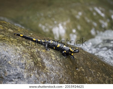 Fire salamander, Salamandra salamandra, single amphibian on rock by water, Bulgaria, June 2023