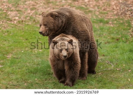 brown bear (Ursus arctos) the couple are together