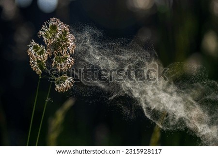 Pollen erupting from cocks foot grass. Pollen from grasses in natural background. Allergies are possible. Royalty-Free Stock Photo #2315928117