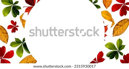 Banner with Bright Red-Yellow Maple Leaves Hanged by Clothespins on the Rope isolated on White. Autumn Concept. Fall Background.