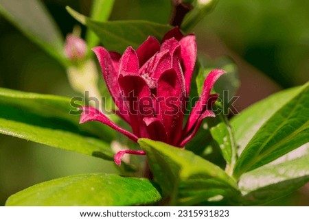 small red magnolia flowers on branch