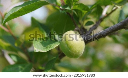 Unripe fruit of Plums (Prunus domestica), seen at the botanic garden in late spring.