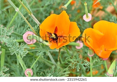 yellow faced bumblebee in poppy flower