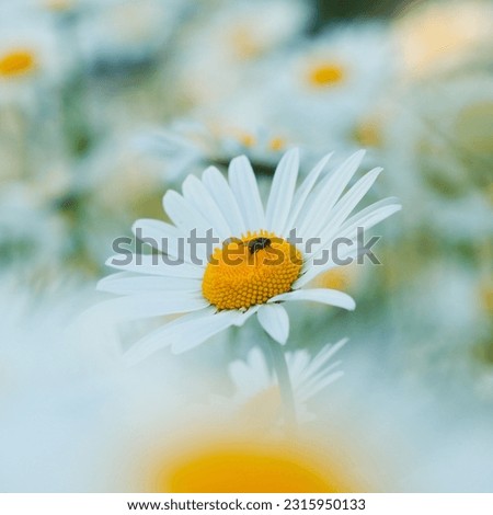 daisy flower in japan when last spring