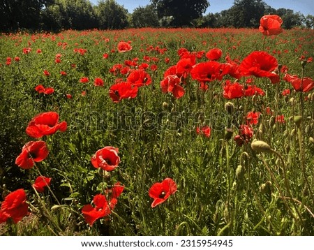 The poppy field in sunny weather