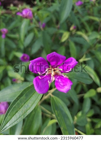 purple peony flower in the nature outdoor