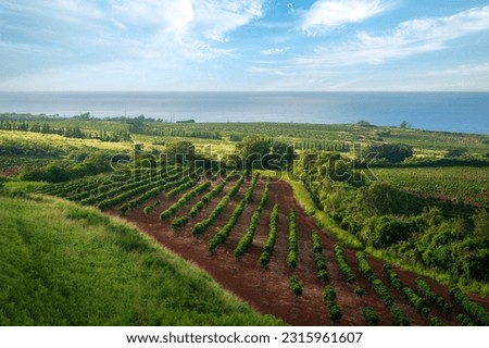 Coffee Plantation on the Island of Kauai, Hawaii. The young coffee plants are spaced in rows so that the density varies between 1,200 and 1,800 plants per hectare. Kalaho, Kauai is featured here. Royalty-Free Stock Photo #2315961607