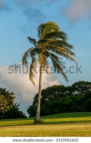 Classic Hawaiian Palm Tree Sunset. Sunsets in Hawaii are like no other. Here on the Island of Kauai we have colorful imagery that can only bring about a true sense of a tropical paradise.
