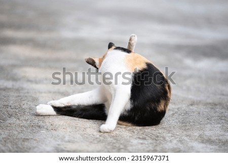 Tricolor cat sitting on the concrete floor. Selective focus.