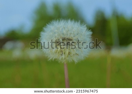 This is a picture of a dandelion i found in my backyard 