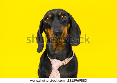 Portrait of dog of ridiculous simpleton apprentice, trainee starting career in the office. Confused college graduate in job interview HR. Funny silly puppy in strict clothes looks sadly at the camera Royalty-Free Stock Photo #2315969883