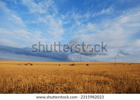 A summer landscape in a rural area