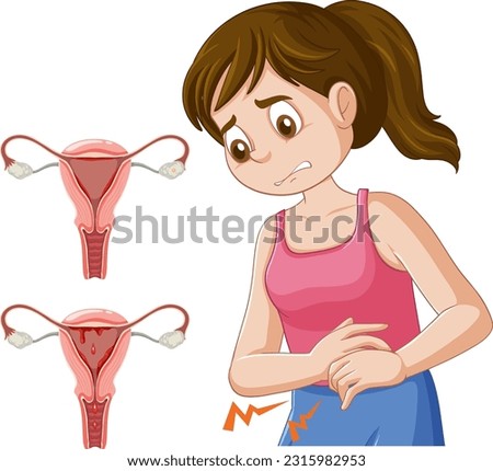 Infographic of stages of the menstrual cycle illustration