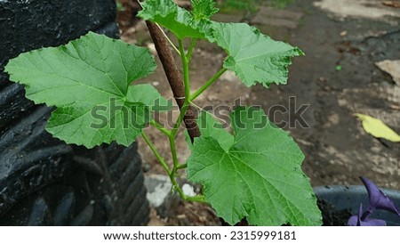 Green melon shoots are suitable for the background