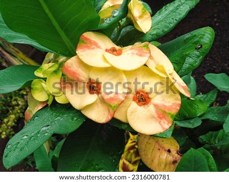 Flowers with yellow and green leaves. Take the picture from above for the background