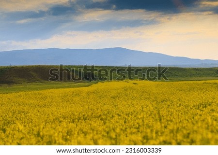 Blooming fields against the backdrop of mountains. Beautiful mountain landscape. Blooming summer herbs. Spring landscape. Summer outside the city. Kyrgyzstan.