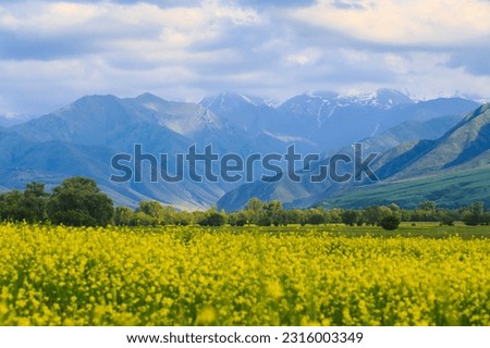 Blooming fields against the backdrop of mountains. Beautiful mountain landscape. Blooming summer herbs. Spring landscape. Summer outside the city. Kyrgyzstan.