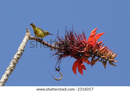 Bird with a red blossom