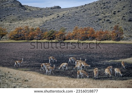 Chilean Patagonia, Torres Del Paine National Park Royalty-Free Stock Photo #2316018877