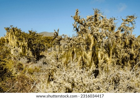 Bushy beard lichens on trees, Elfin forest in Morro Bay, California